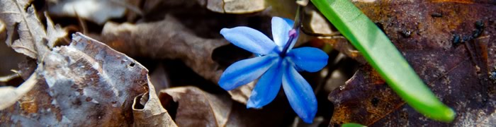 gantry-media://headers/blue-flower.jpg